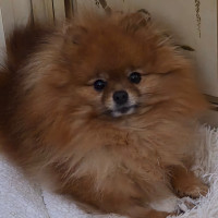 GCH Pomteddy Empire Of Magicdreams