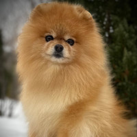 AM GCH. Toontown's Rock And Roll Fantasy