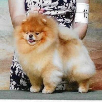 AM GCHG CH Dee Little I Am Groot