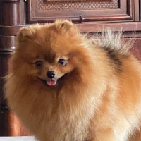 Dee Little Serenity Now