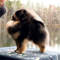 Silhouette's She's Too Sweet For Me