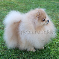 Boyara Ot Pandy Sharm