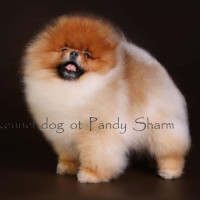 Thai Silk Zeppelin To Skys