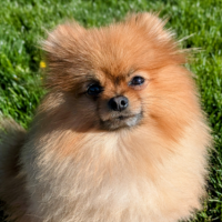 Popoff's The Real Slim Shady