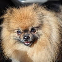 Moss Meadows Monsieur Grim Reaper