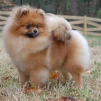 AM GCH. Dee Little Go For The Gold