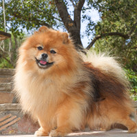 Showcase Wild Wild West CD BN RI FDC FCAT SWA CGCA CGCU TKN