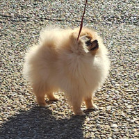 Springwood's Hopelessly Devoted To You