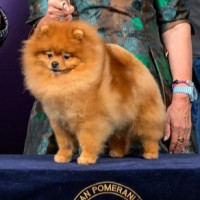 Tauro Kennel Jp Faleme