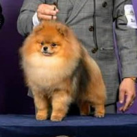 Prince King James Von Ssp (sinar Surya Pomeranian)