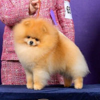 AM CH Sun Poms Good Luck