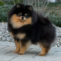 AM CH FCH Sunryze Poms Good Morning Baltimore