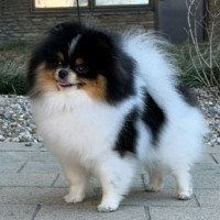 AM GCH CH Charm City's Curiosities Of Love