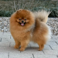 Sunryze Poms Empire Legacy