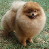 MEX CH Babydoll Massimos Waiting Call