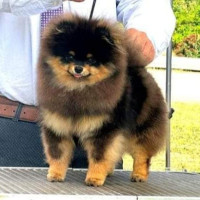 Aslan Poms The Secret Of The Witch Tabatha