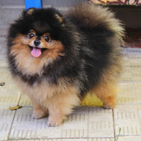 RUS CH. Sen Tais Belissimo Macho