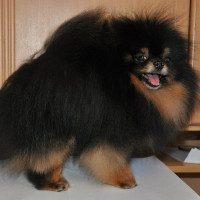 Sen Tais Archi Amulet