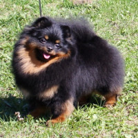 RUS CH. Birklen Erona Honey Kandi