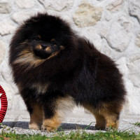 Zippo's Pom The Conquerer