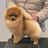 Chriscendo Contraire