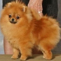 Mountain Crest Lola Bean @ Halo Poms