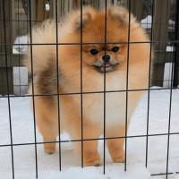 AM GCH Aslan Poms P-chan ATT OFA CHIC