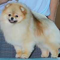 AM CH Noble's All That She Wants