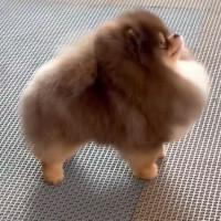 AM CH. Noble's No Ordinary Love