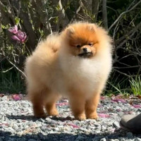 Silhouette's Stardust