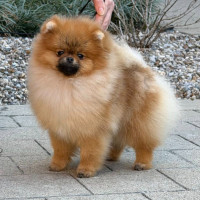 Silhouette's Scotty Doesn't Know