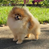 AM CH Silhouette's Skip In My Step