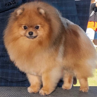 AM CH. Noble's I'm Your Man