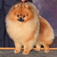 AM CH. Noble's Above And Beyond