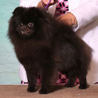 Kegler's Mistress Of The Dark