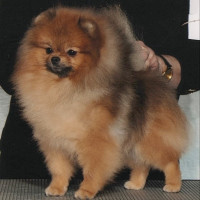 AM GCH. Kegler's A Taste Of Honey