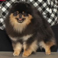 GCH. Keglers Classy, Sassy & Bit Bad Assy