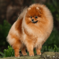 AM GCH Vesper's Chalice Of The Gods