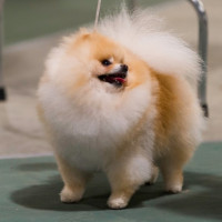 GCH. CH. Darlynns Creme Dulce De Leche