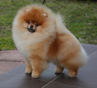 Intime Poms She Loves Gossip