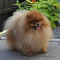 Kolibripom Armani Baby