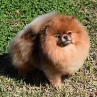 AM GCH Windsor's Wildest Dreams