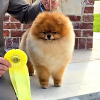 AM CH. Tauro Kennel Jp Zouzou