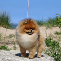 AM GCH Aslan Poms P-chan ATT OFA CHIC