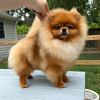 Kassiopeia Nonili Pomeranian