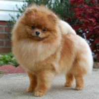 AM CH. Dee Little She's The Boss