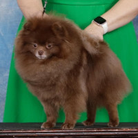 AM CH. Ballofur N Charmcity's In Queso Emergency