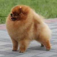 Koko-s Moy Obereg