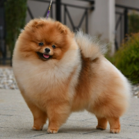 GCH CH USA Vesper's Vive La Vie