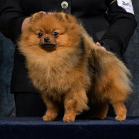 AM GCH Edencroft Believe In Magic